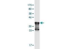 Western Blot detection against Immunogen (37. (CHRNA9 Antikörper  (AA 139-221))