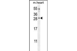 CLDN6 Antibody (Center) (ABIN654669 and ABIN2844365) western blot analysis in mouse heart tissue lysates (35 μg/lane). (Claudin 6 Antikörper  (AA 130-159))