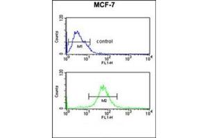 Flow Cytometric analysis of MCF-7 cells (bottom histogram) using RT25 Antibody (C-term) Cat. (MRPS25 Antikörper  (C-Term))
