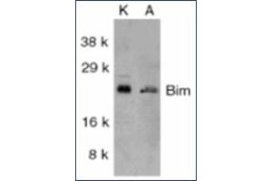 Image no. 1 for anti-BCL2-Like 11 (Apoptosis Facilitator) (BCL2L11) antibody (ABIN264852) (BIM Antikörper)