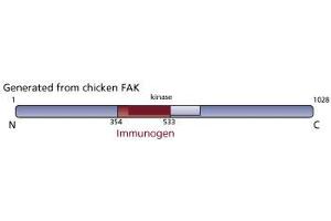 Image no. 3 for anti-PTK2 Protein tyrosine Kinase 2 (PTK2) (AA 354-533) antibody (ABIN967737) (FAK Antikörper  (AA 354-533))