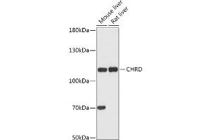Western blot analysis of extracts of various cell lines, using CHRD antibody (ABIN7266350) at 1:1000 dilution. (Chordin Antikörper  (AA 686-955))