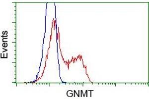 Image no. 2 for anti-Glycine N-Methyltransferase (GNMT) antibody (ABIN1498486) (GNMT Antikörper)