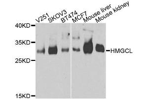 Western blot analysis of extracts of various cell lines, using HMGCL antibody. (HMGCL Antikörper  (AA 1-325))
