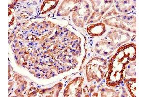 Immunohistochemistry of paraffin-embedded human kidney tissue using ABIN7170036 at dilution of 1:100 (ATP1A1 Antikörper  (AA 225-407))