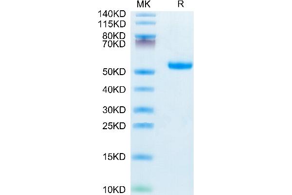 IL5RA Protein (AA 18-339) (His tag)