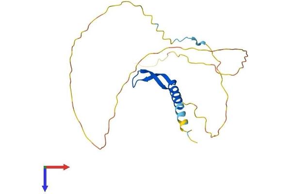 BCL7A Protein (AA 1-210) (His tag)
