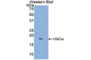 Western Blotting (WB) image for anti-Glia Maturation Factor, gamma (GMFG) (AA 12-127) antibody (ABIN1859035)