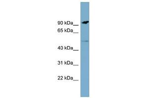 WB Suggested Anti-MARCO Antibody Titration:  0. (MARCO Antikörper  (N-Term))