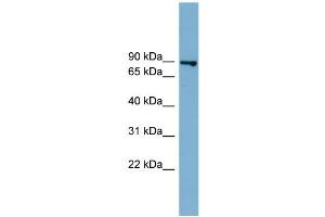 WB Suggested Anti-FASTKD2  Antibody Titration: 0. (FASTKD2 Antikörper  (Middle Region))