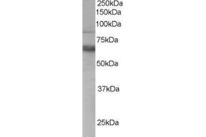 ABIN2560345 staining (0. (ANTXR1 Antikörper  (C-Term))