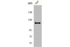 Western Blot analysis of COS7 cells using Fucokinase Polyclonal Antibody (FUK Antikörper  (N-Term))