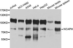 Western blot analysis of extracts of various cell lines, using NCAPH antibody (ABIN5972591) at 1/1000 dilution. (NCAPH Antikörper)