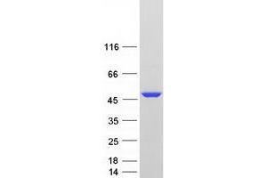 Western Blotting (WB) image for Basic Leucine Zipper and W2 Domains 2 (BZW2) (Transcript Variant 1) protein (Myc-DYKDDDDK Tag) (ABIN2715367)