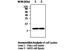 Western Blotting (WB) image for anti-Thioredoxin (TXN) antibody (ABIN615017) (TXN Antikörper)