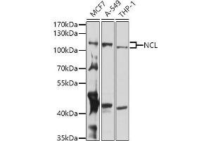 Western blot analysis of extracts of various cell lines, using NCL antibody (ABIN6128392, ABIN6144411, ABIN6144412 and ABIN6221613) at 1:1000 dilution. (Nucleolin Antikörper  (AA 461-710))