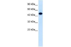 Human Jurkat; WB Suggested Anti-ELF2 Antibody Titration: 0. (ELF2 Antikörper  (N-Term))