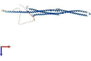 Tektin 3 Protein (TEKT3) (AA 1-490) (His tag)