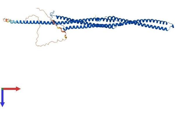 Tektin 3 Protein (TEKT3) (AA 1-490) (His tag)
