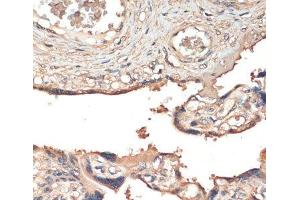 Immunohistochemistry of paraffin-embedded Human placenta using MST1 Polyclonal Antibody at dilution of 1:200 (40x lens). (MST1 Antikörper)