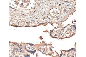 Immunohistochemistry of paraffin-embedded Human placenta using MST1 Polyclonal Antibody at dilution of 1:200 (40x lens).