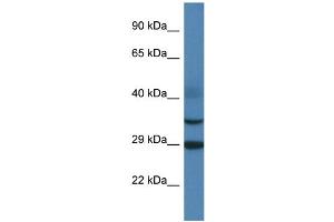 WB Suggested Anti-Olig3 Antibody   Titration: 1. (OLIG3 Antikörper  (N-Term))