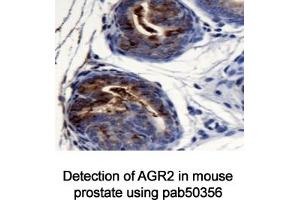 Image no. 1 for anti-Anterior Gradient Homolog 2 (Xenopus Laevis) (AGR2) (AA 1-50), (N-Term) antibody (ABIN363665) (AGR2 Antikörper  (N-Term))