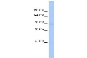 SH3RF1 antibody used at 1 ug/ml to detect target protein. (SH3RF1 Antikörper  (Middle Region))