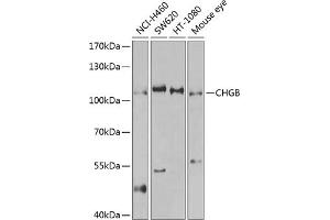 Western blot analysis of extracts of various cell lines, using CHGB antibody (ABIN3016868, ABIN3016869, ABIN3016870 and ABIN6219860) at 1:1000 dilution. (CHGB Antikörper  (AA 1-300))