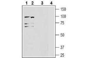 Western blot analysis of human Jurkat T-cell leukemia cell line lysate (lanes 1 and 3) and human K562 erythroleukemia cell line lysate (lanes 2 and 4):1-2. (ADAM Metallopeptidase Domain 10 (ADAM10) Peptid)