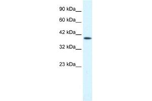WB Suggested Anti-P2RX2 Antibody Titration:  0.