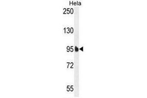 EFTUD1 Antibody (C-term) western blot analysis in Hela cell line lysates (35µg/lane). (EFTUD1 Antikörper  (C-Term))