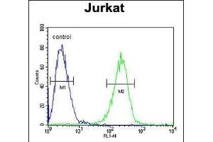 HADHB Antibody (C-term) (ABIN653816 and ABIN2843089) flow cytometric analysis of Jurkat cells (right histogram) compared to a negative control cell (left histogram). (HADHB Antikörper  (C-Term))