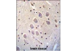 C Antibody (C-term) (ABIN656473 and ABIN2845754) immunohistochemistry analysis in formalin fixed and paraffin embedded human brain tissue followed by peroxidase conjugation of the secondary antibody and DAB staining. (NGFR Antikörper  (C-Term))