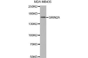 Western Blotting (WB) image for anti-Glutamate Receptor, Ionotropic, N-Methyl D-Aspartate 2a (GRIN2A) (AA 1130-1400) antibody (ABIN1681064) (NMDAR2A Antikörper  (AA 1130-1400))