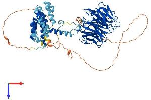 WDR26 Protein (AA 1-661) (His tag)