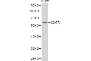 Western blot analysis of extracts of K562 cell line, using CXCR4 antibody. (CXCR4 Antikörper  (AA 1-100))
