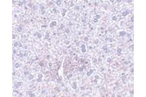 Immunohistochemistry of PLXDC1 in mouse liver tissue with PLXDC1 polyclonal antibody  at 2. (PLXDC1 Antikörper  (Internal Region))