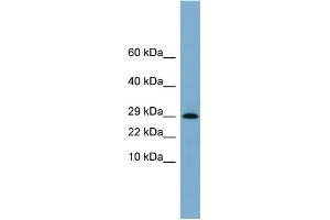 WB Suggested Anti-ERP29 Antibody Titration:  0.