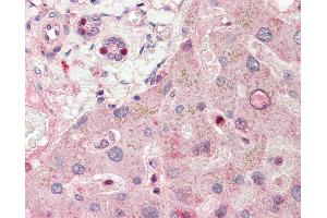 Anti-RALGPS1 antibody IHC staining of human liver.