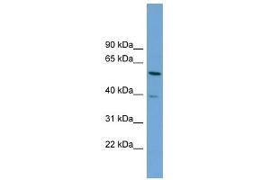 TOM1 antibody used at 1 ug/ml to detect target protein.