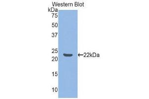 Western Blotting (WB) image for anti-Tumor Necrosis Factor (Ligand) Superfamily, Member 14 (TNFSF14) (AA 58-239) antibody (ABIN1860807)