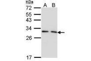 Image no. 1 for anti-14-3-3 gamma (YWHAG1) (AA 1-189) antibody (ABIN467598) (14-3-3 gamma Antikörper  (AA 1-189))