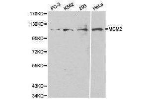 Western Blotting (WB) image for anti-Minichromosome Maintenance Complex Component 2 (MCM2) antibody (ABIN1873663) (MCM2 Antikörper)