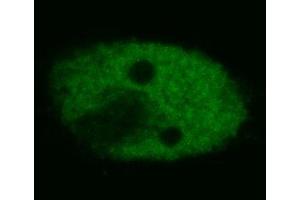 Immunocytochemistry (confocal microscopy) of human HeLa cells using anti-p53 (BP53-12, FITC). (p53 Antikörper)