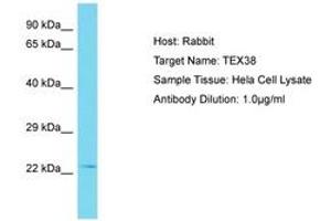 Image no. 1 for anti-Testis Expressed 38 (TEX38) (AA 99-148) antibody (ABIN6750801) (TEX38 Antikörper  (AA 99-148))