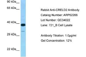 Western Blotting (WB) image for anti-Cysteine-Rich with EGF-Like Domains 2 (CRELD2) (Middle Region) antibody (ABIN970450) (CRELD2 Antikörper  (Middle Region))