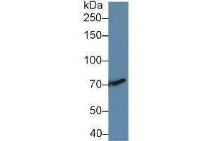 Western Blotting (WB) image for anti-Transforming Growth Factor, beta Receptor III (TGFBR3) (AA 210-465) antibody (ABIN1860735)