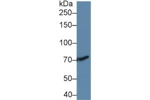Western Blot; Sample: Human HepG2 cell lysate; Primary Ab: 2µg/ml Rabbit Anti-Rat TGFbR3 Antibody Second Ab: 0. (TGFBR3 Antikörper  (AA 210-465))