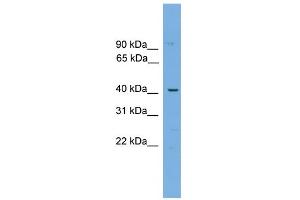 WB Suggested Anti-WBP4 Antibody Titration: 0.